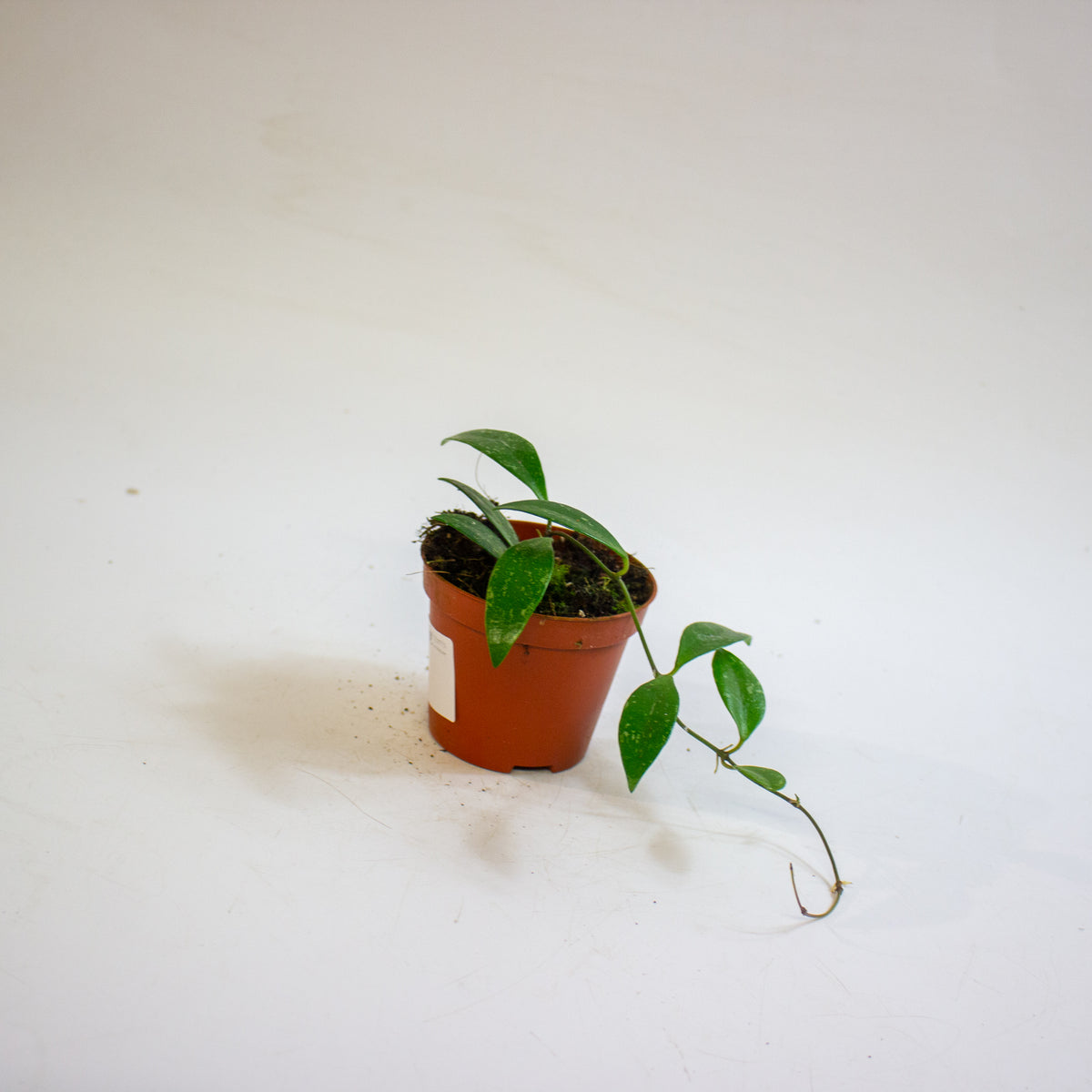 Hoya sp Cianjur 8cm H10cm