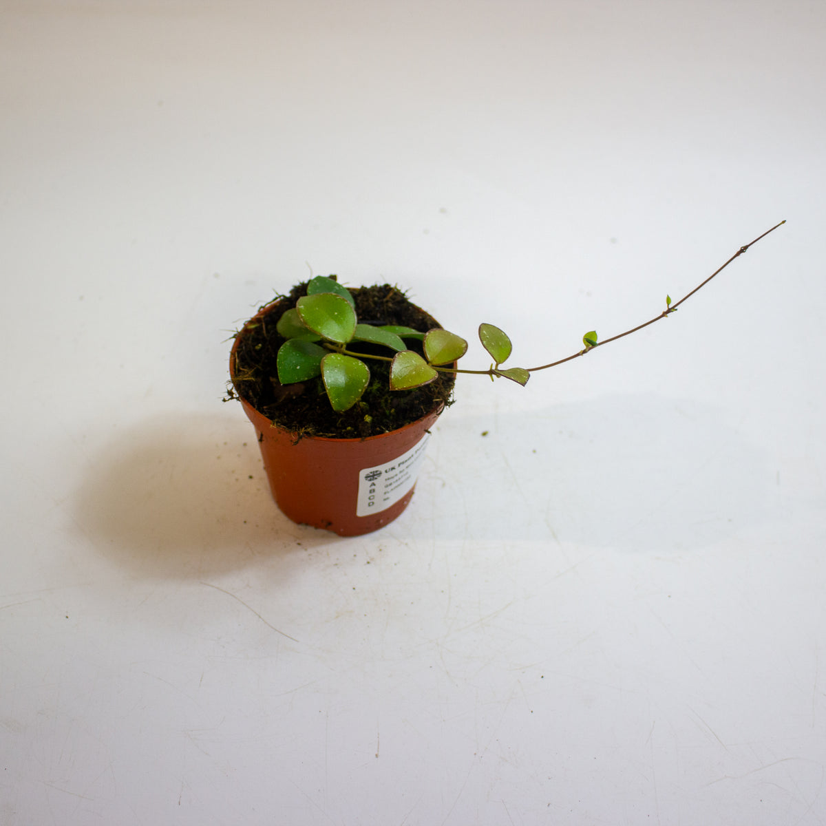 Hoya Sp Mini Coin Sp Kalimantan 8cm H10cm