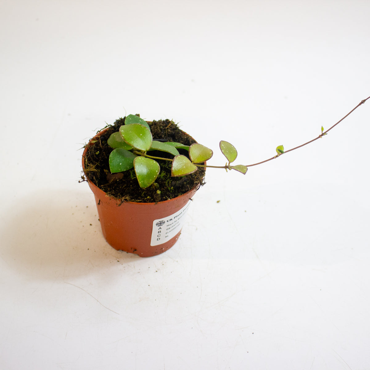 Hoya Sp Mini Coin Sp Kalimantan 8cm H10cm