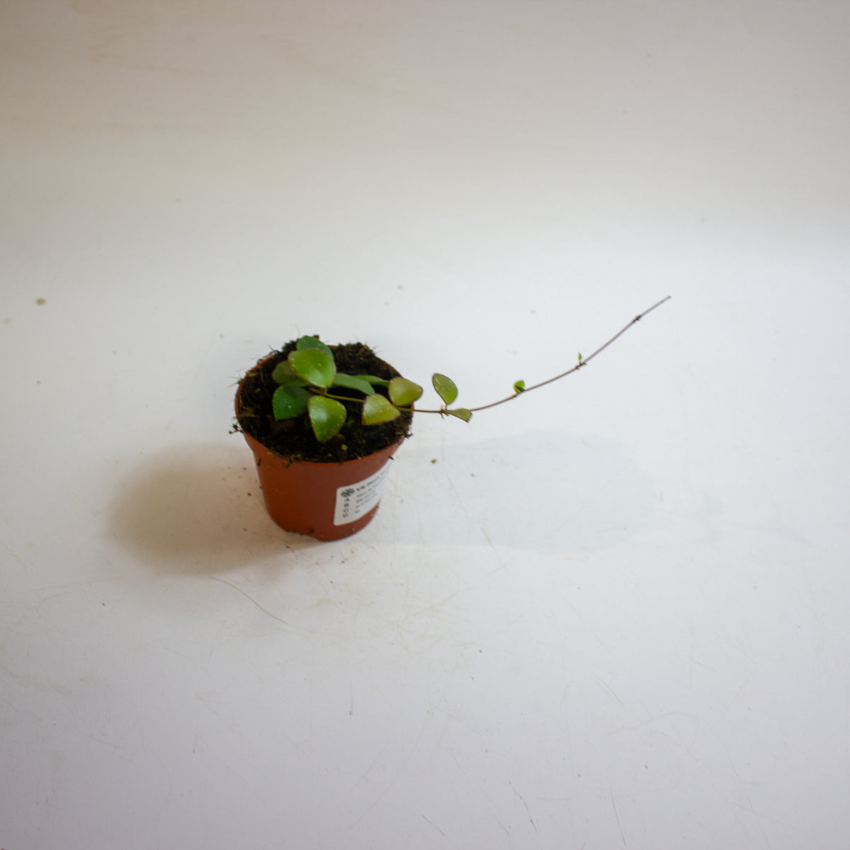 Hoya Sp Mini Coin Sp Kalimantan 8cm H10cm
