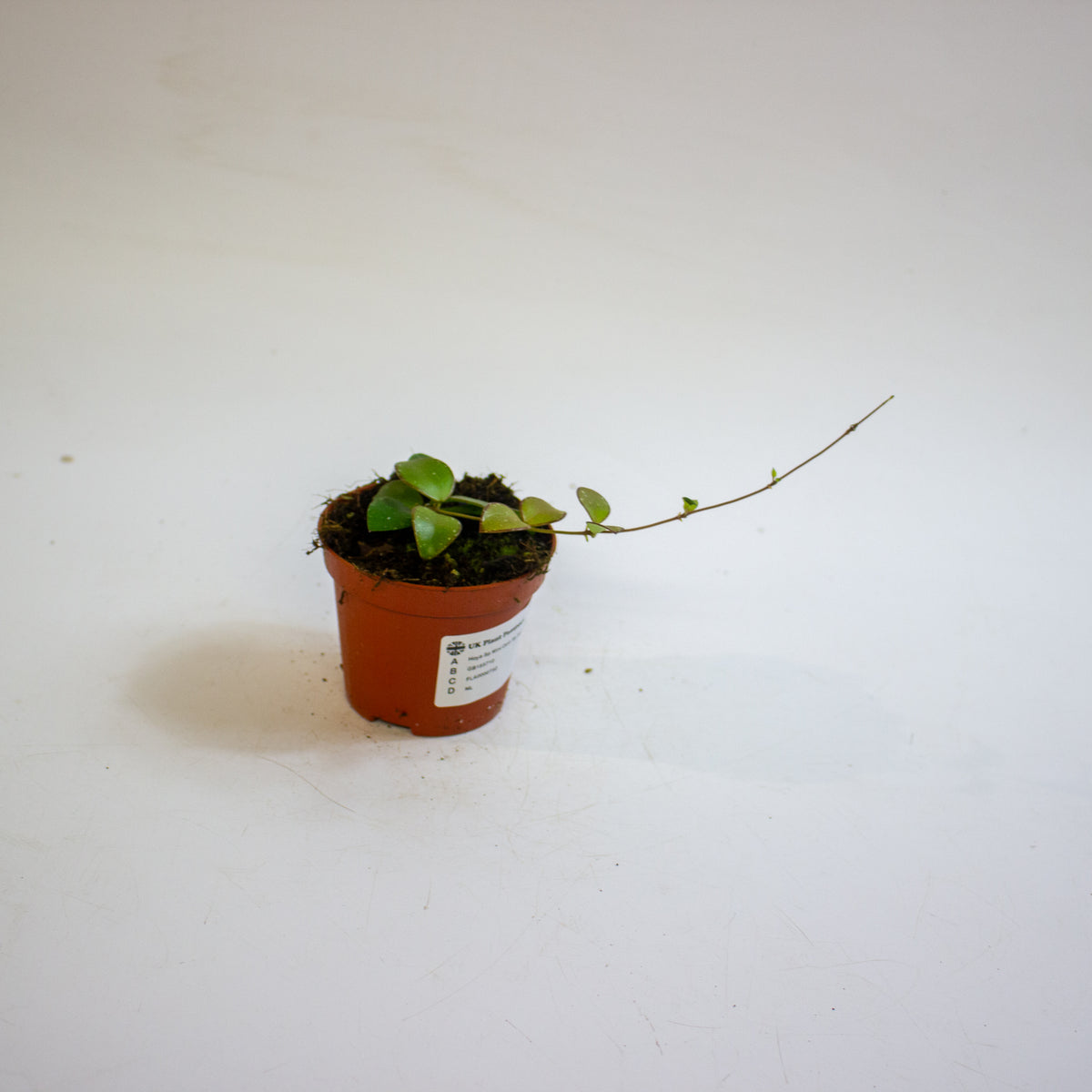Hoya Sp Mini Coin Sp Kalimantan 8cm H10cm