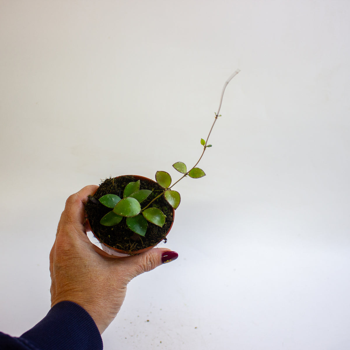 Hoya Sp Mini Coin Sp Kalimantan 8cm H10cm