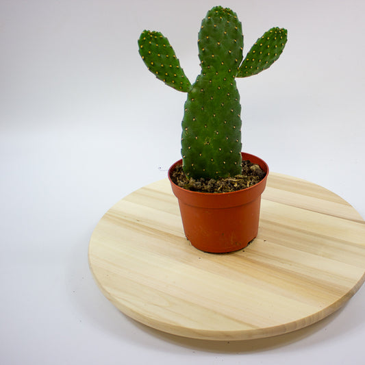 Opuntia rubescens 'Consolea' 13cm H35cm