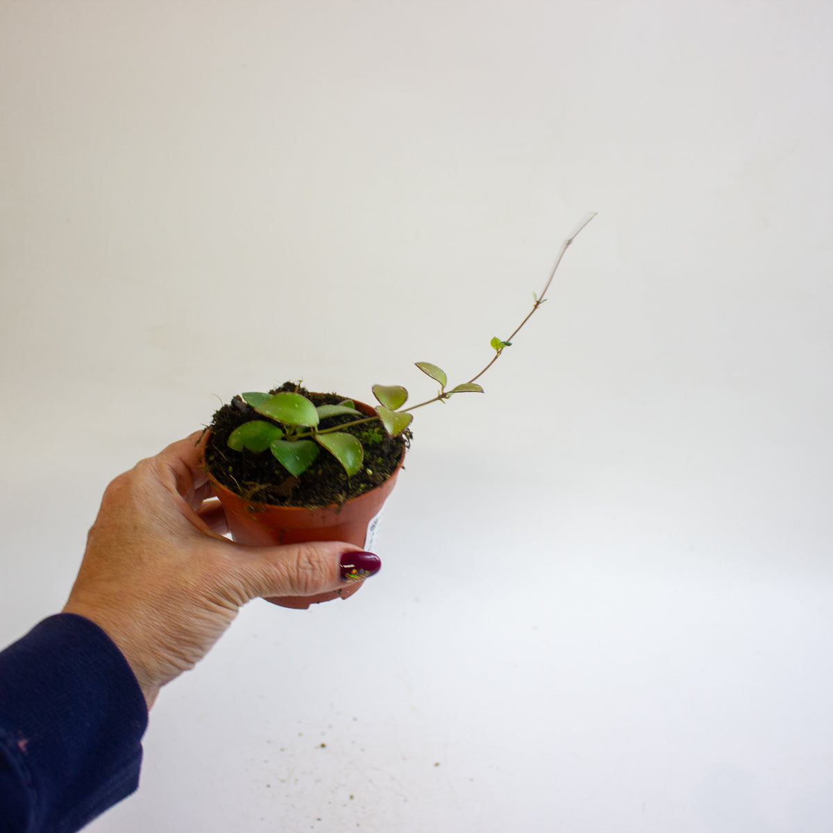 Hoya Sp Mini Coin Sp Kalimantan 8cm H10cm