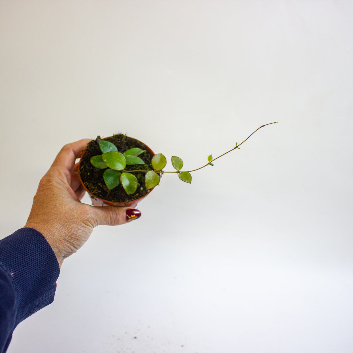 Hoya Sp Mini Coin Sp Kalimantan 8cm H10cm