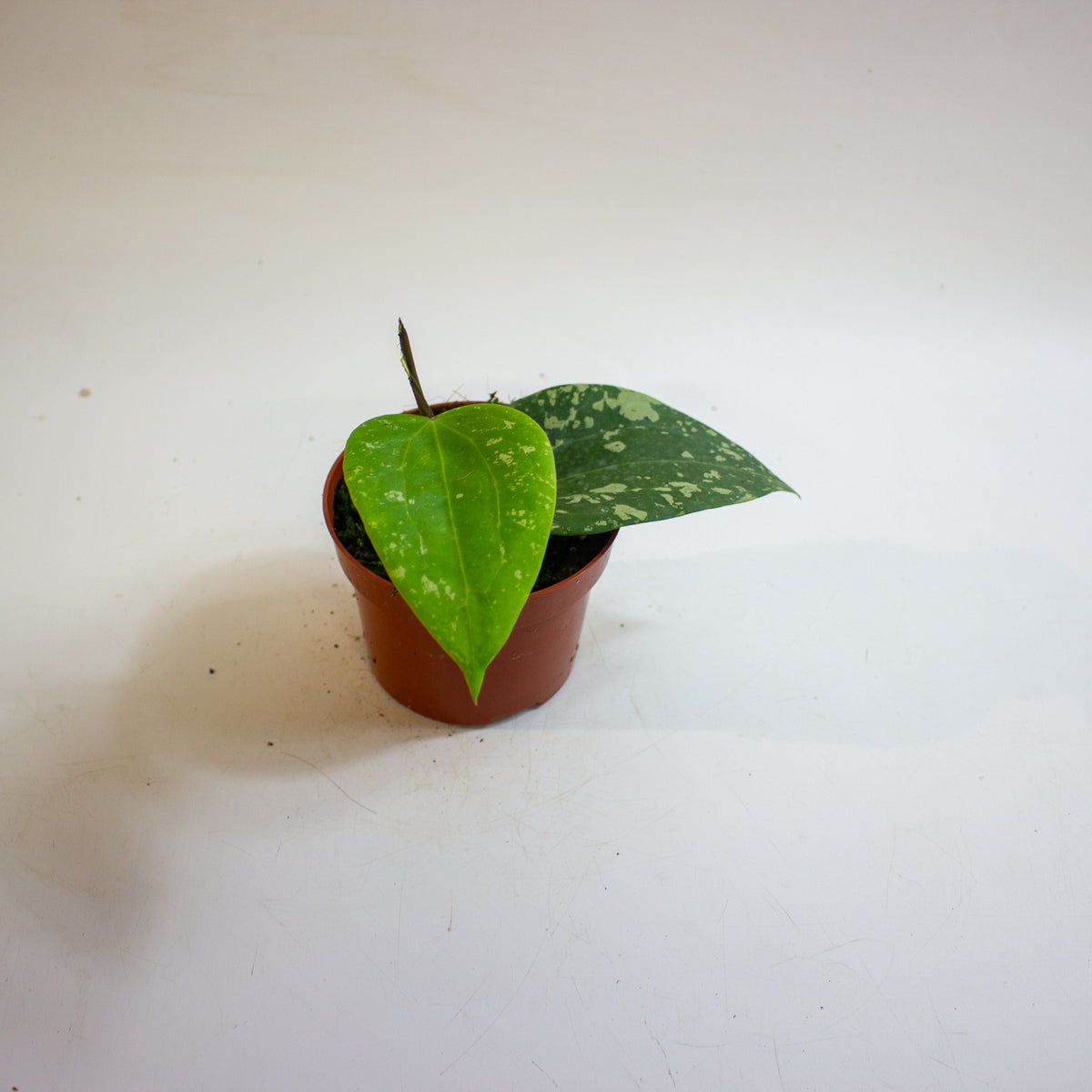 Hoya Sp Padang Sidempuan 10.5cm H15cm