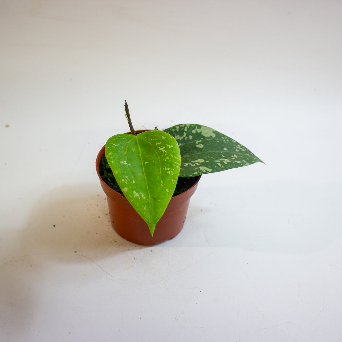 Hoya Sp Padang Sidempuan 10.5cm H15cm