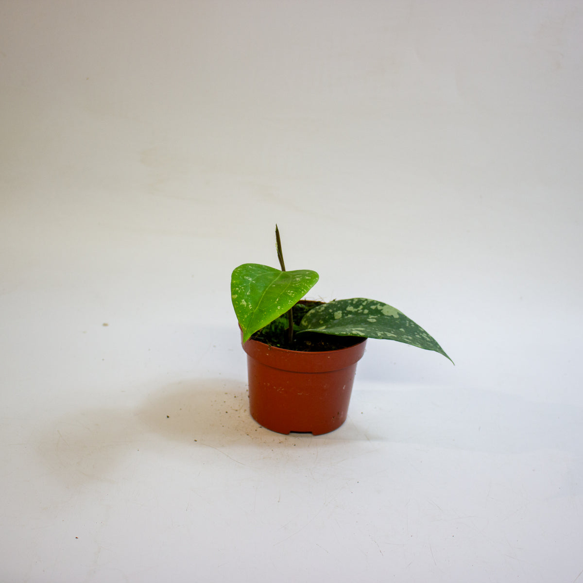 Hoya Sp Padang Sidempuan 10.5cm H15cm