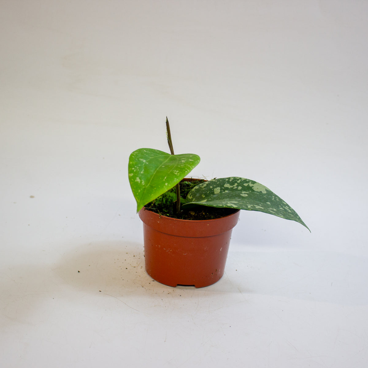 Hoya Sp Padang Sidempuan 10.5cm H15cm