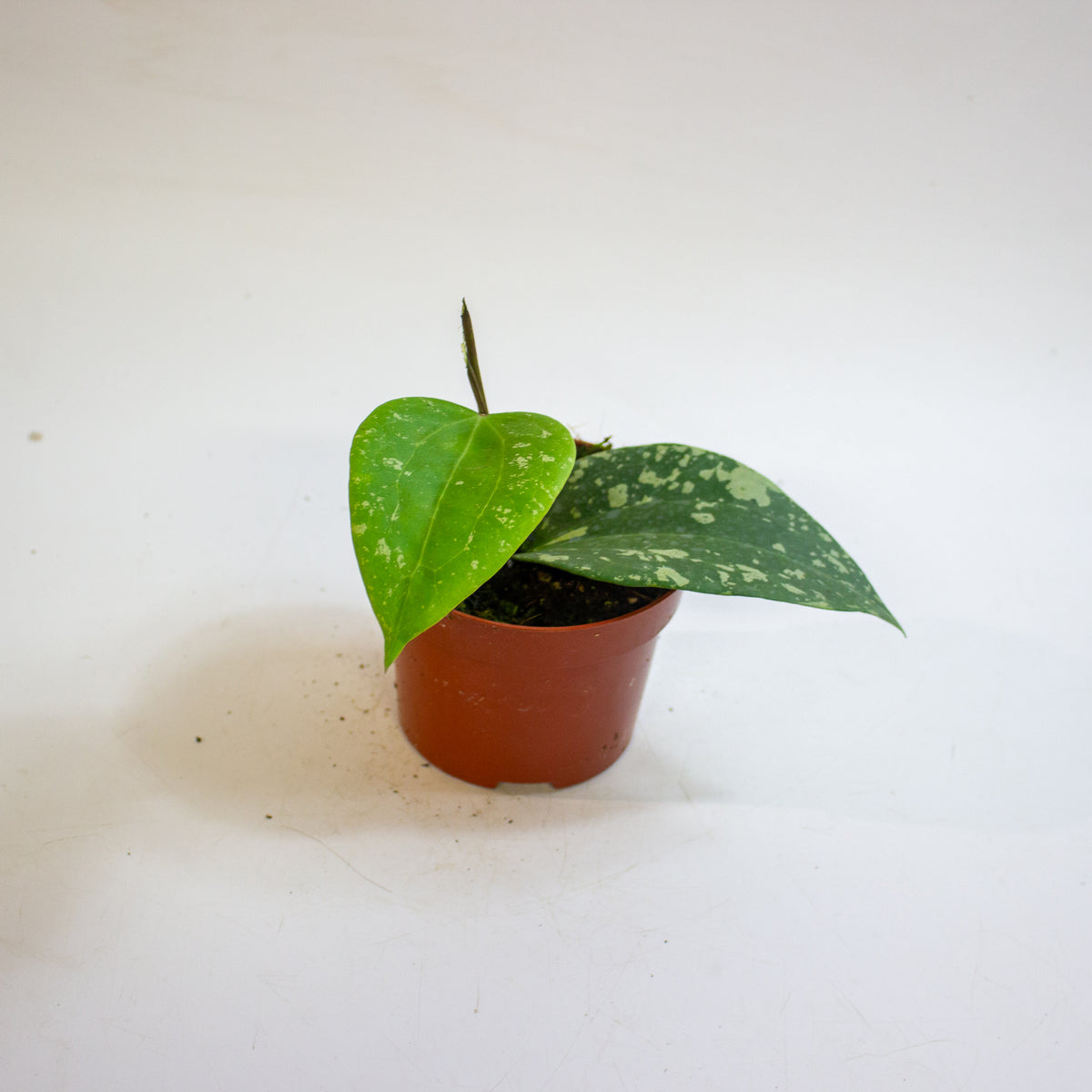 Hoya Sp Padang Sidempuan 10.5cm H15cm