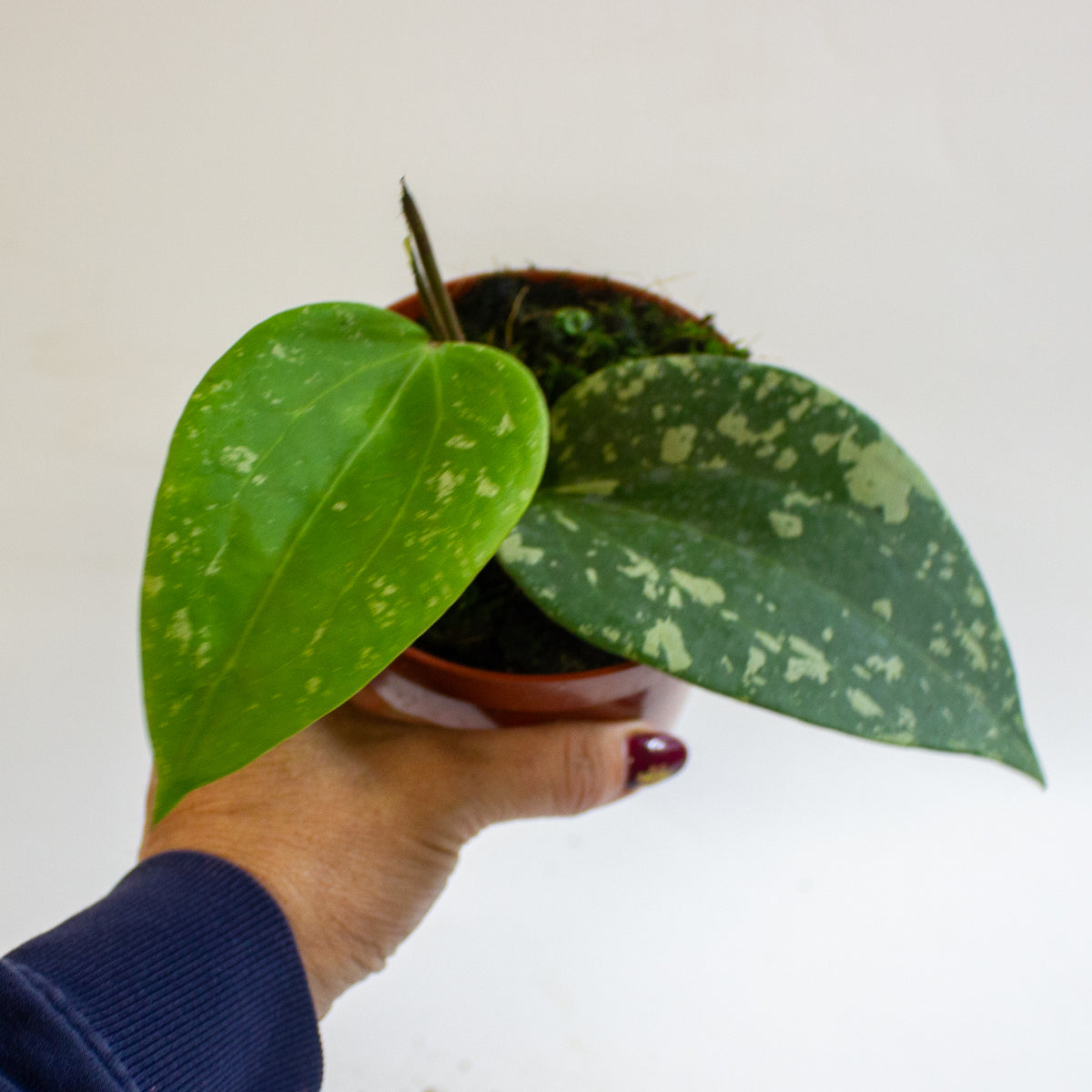 Hoya Sp Padang Sidempuan 10.5cm H15cm