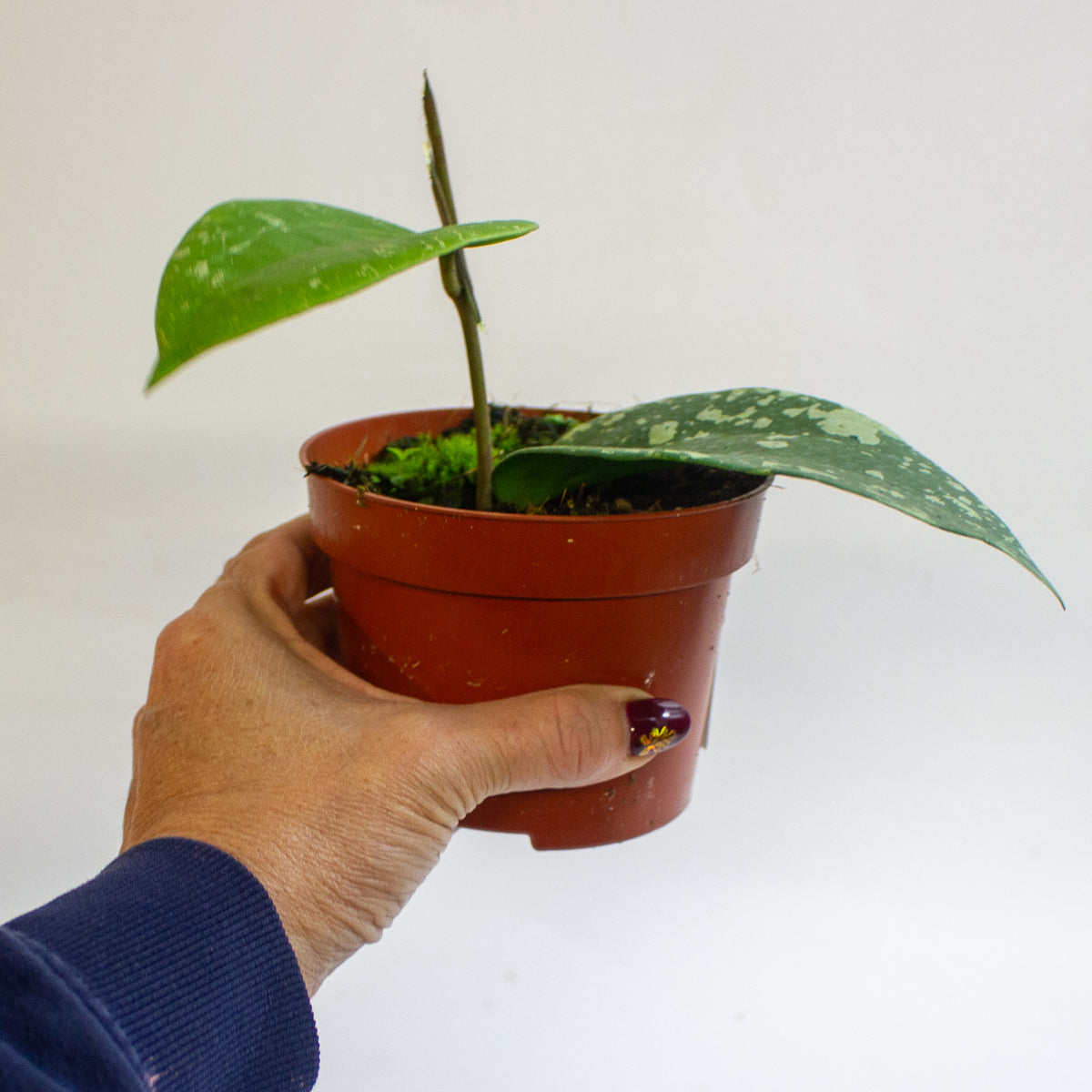 Hoya Sp Padang Sidempuan 10.5cm H15cm