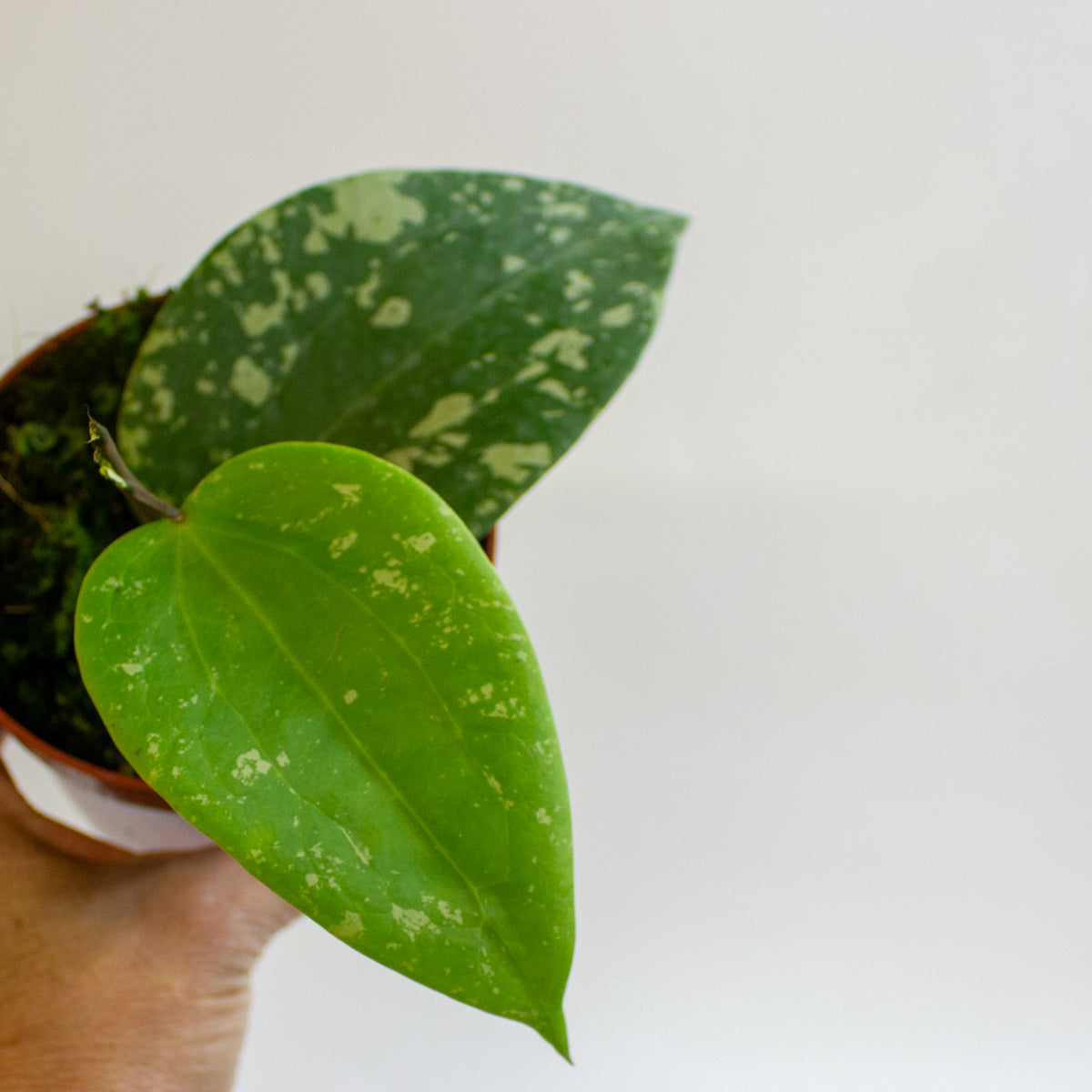 Hoya Sp Padang Sidempuan 10.5cm H15cm