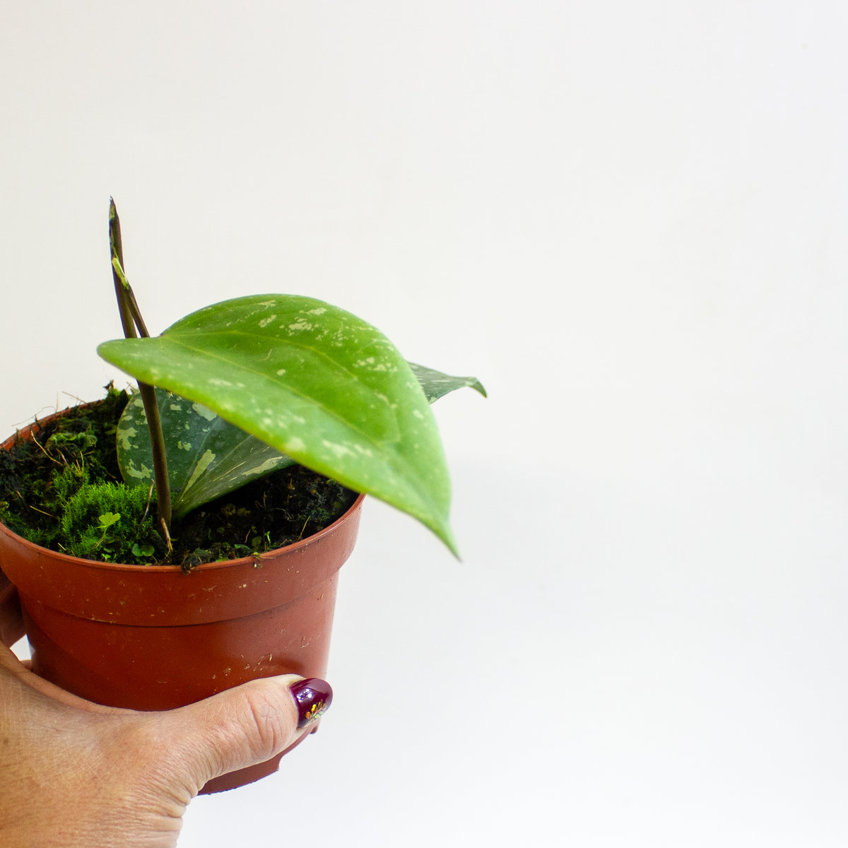 Hoya Sp Padang Sidempuan 10.5cm H15cm