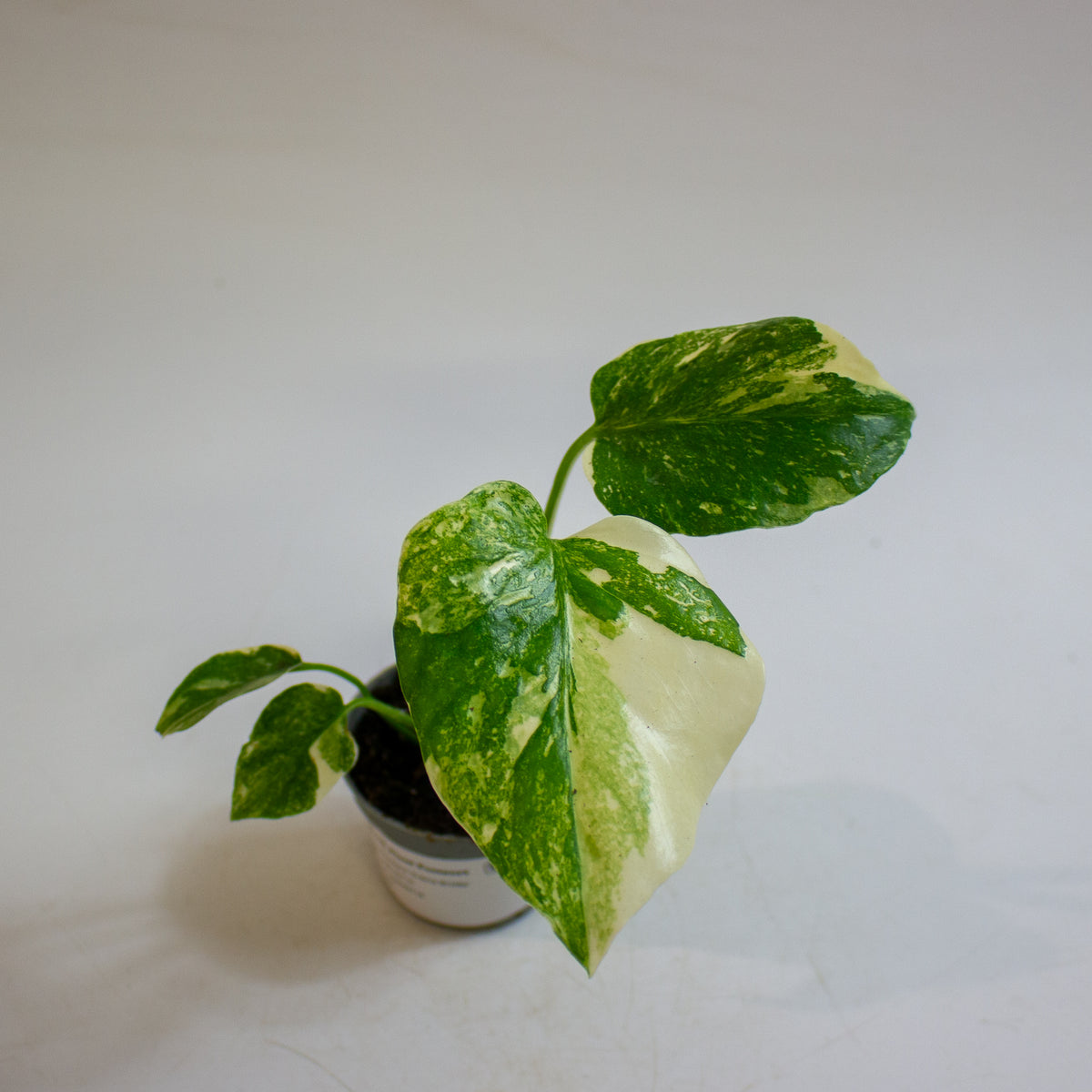 Monstera 'Crème Brûlée' 6cm H15cm