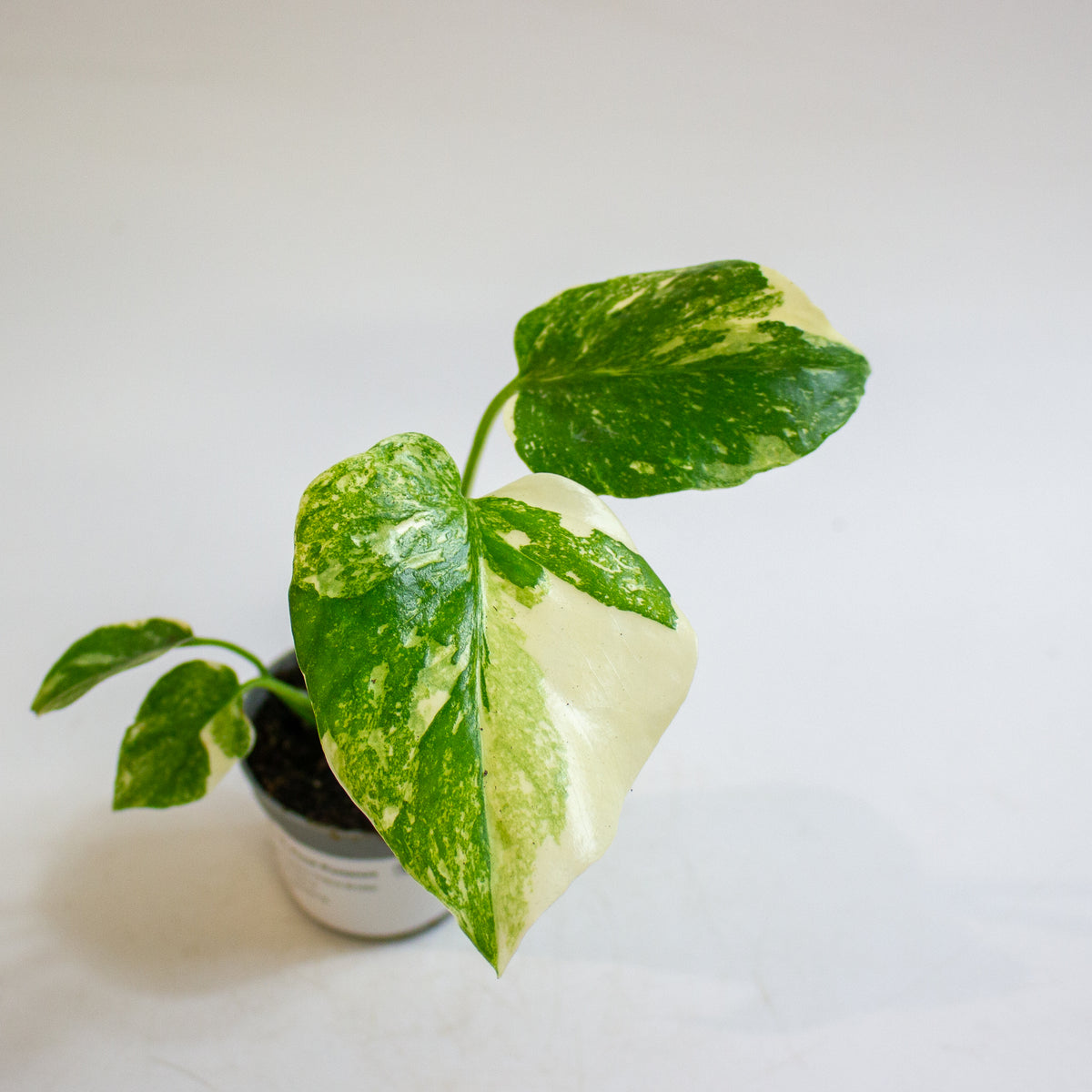 Monstera 'Crème Brûlée' 6cm H15cm