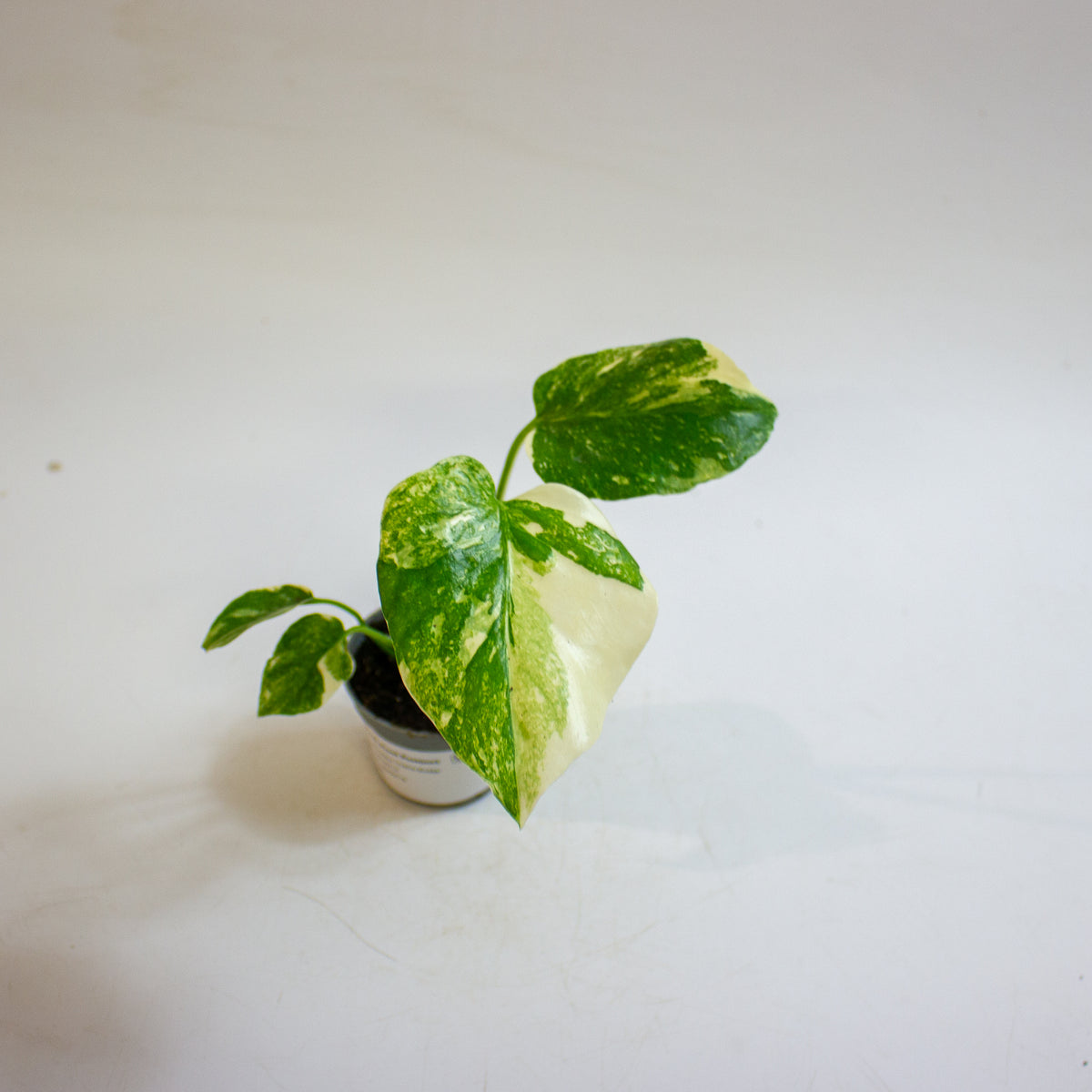 Monstera 'Crème Brûlée' 6cm H15cm