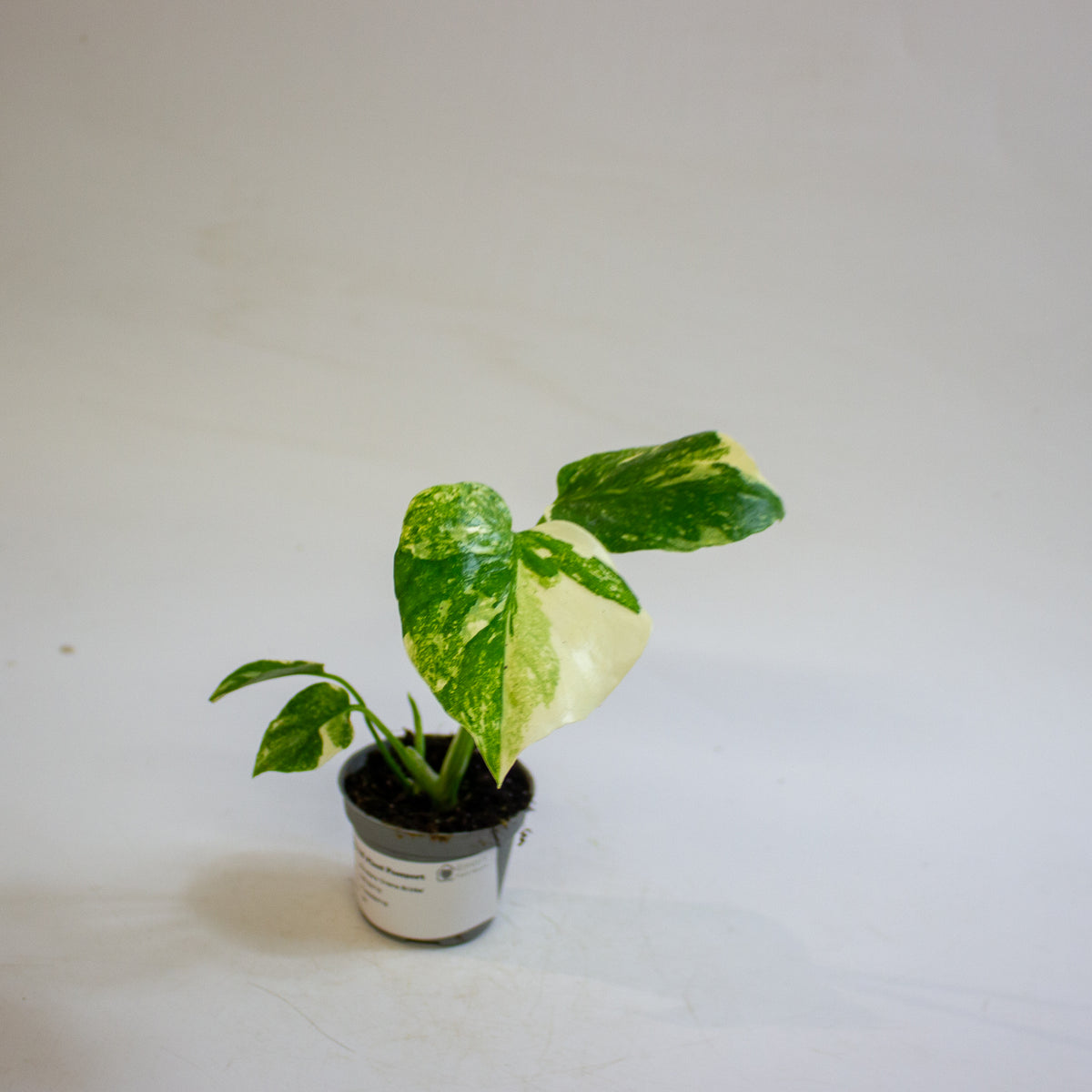 Monstera 'Crème Brûlée' 6cm H15cm