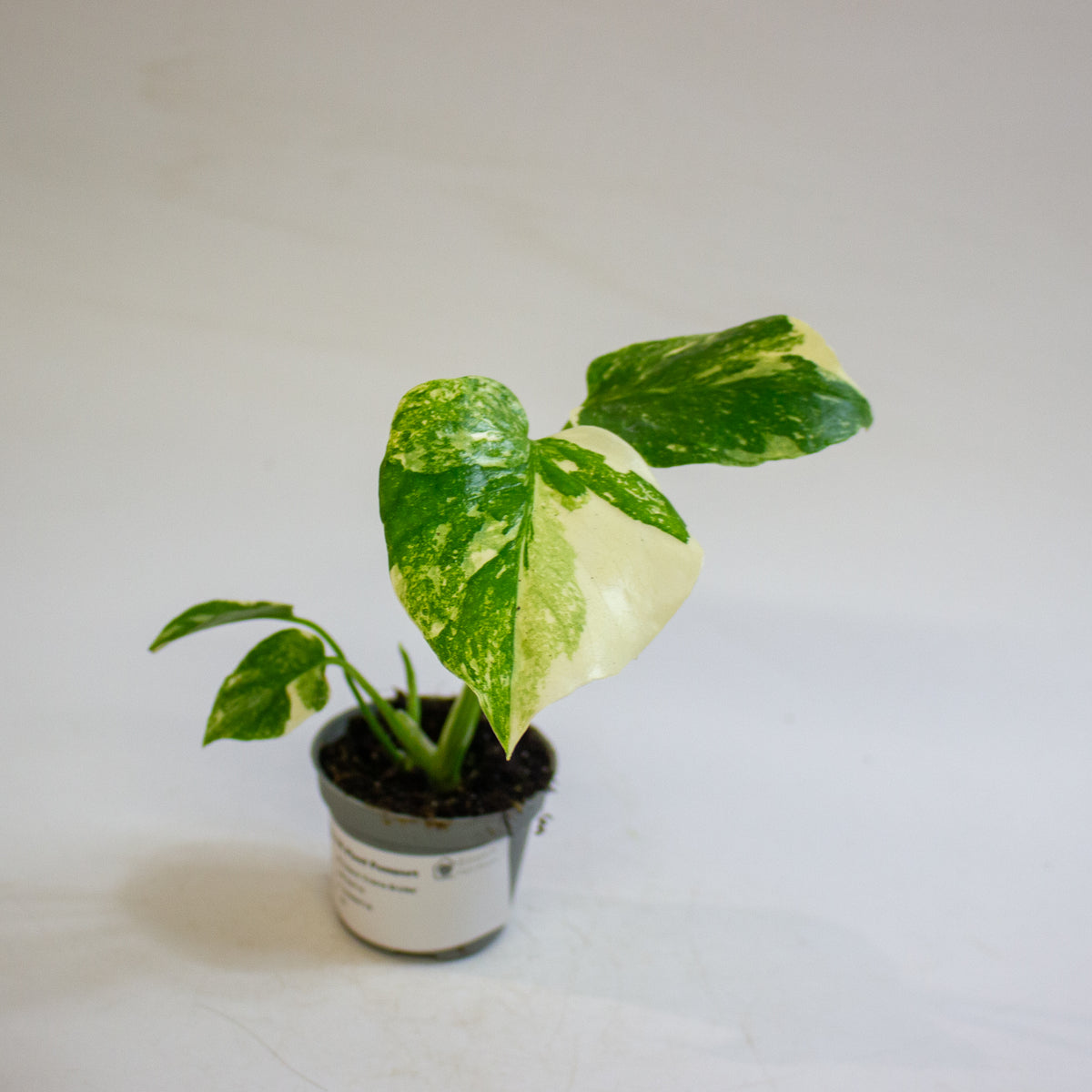 Monstera 'Crème Brûlée' 6cm H15cm