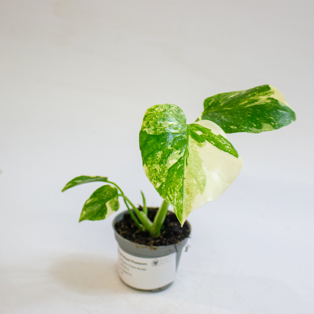 Monstera 'Crème Brûlée' 6cm H15cm