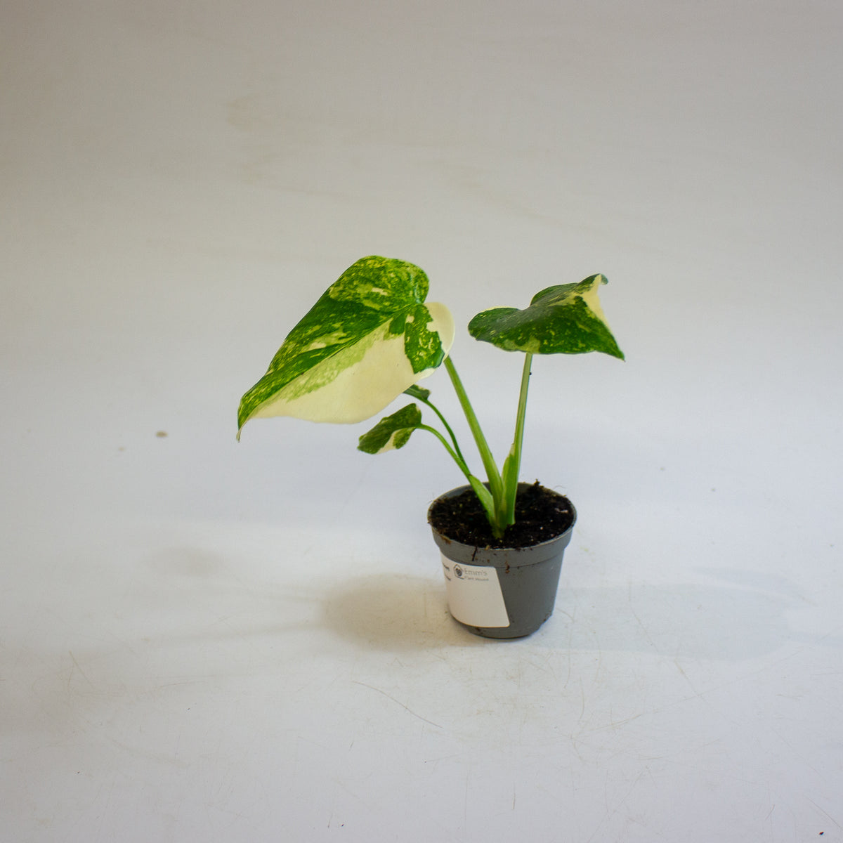 Monstera 'Crème Brûlée' 6cm H15cm
