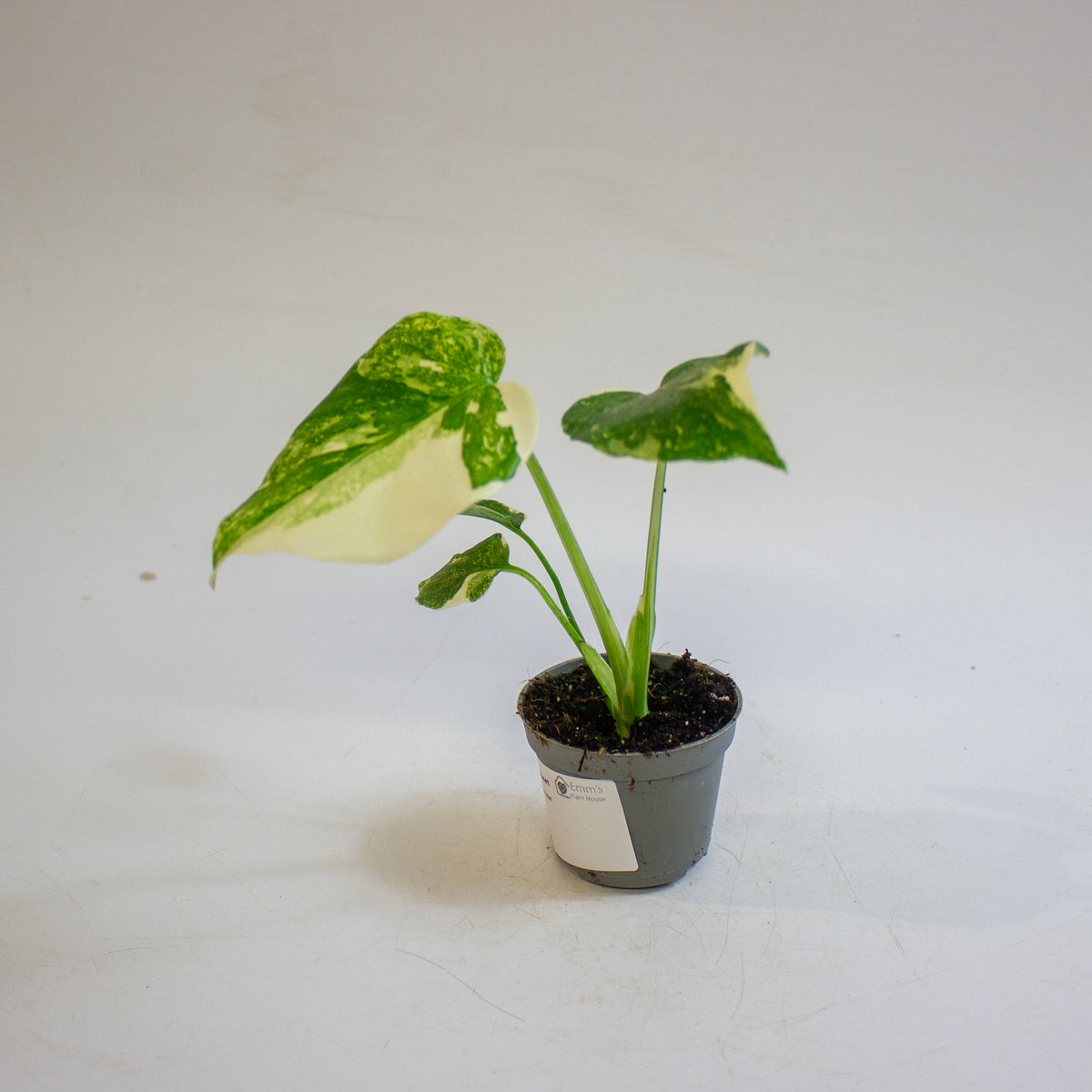 Monstera 'Crème Brûlée' 6cm H15cm