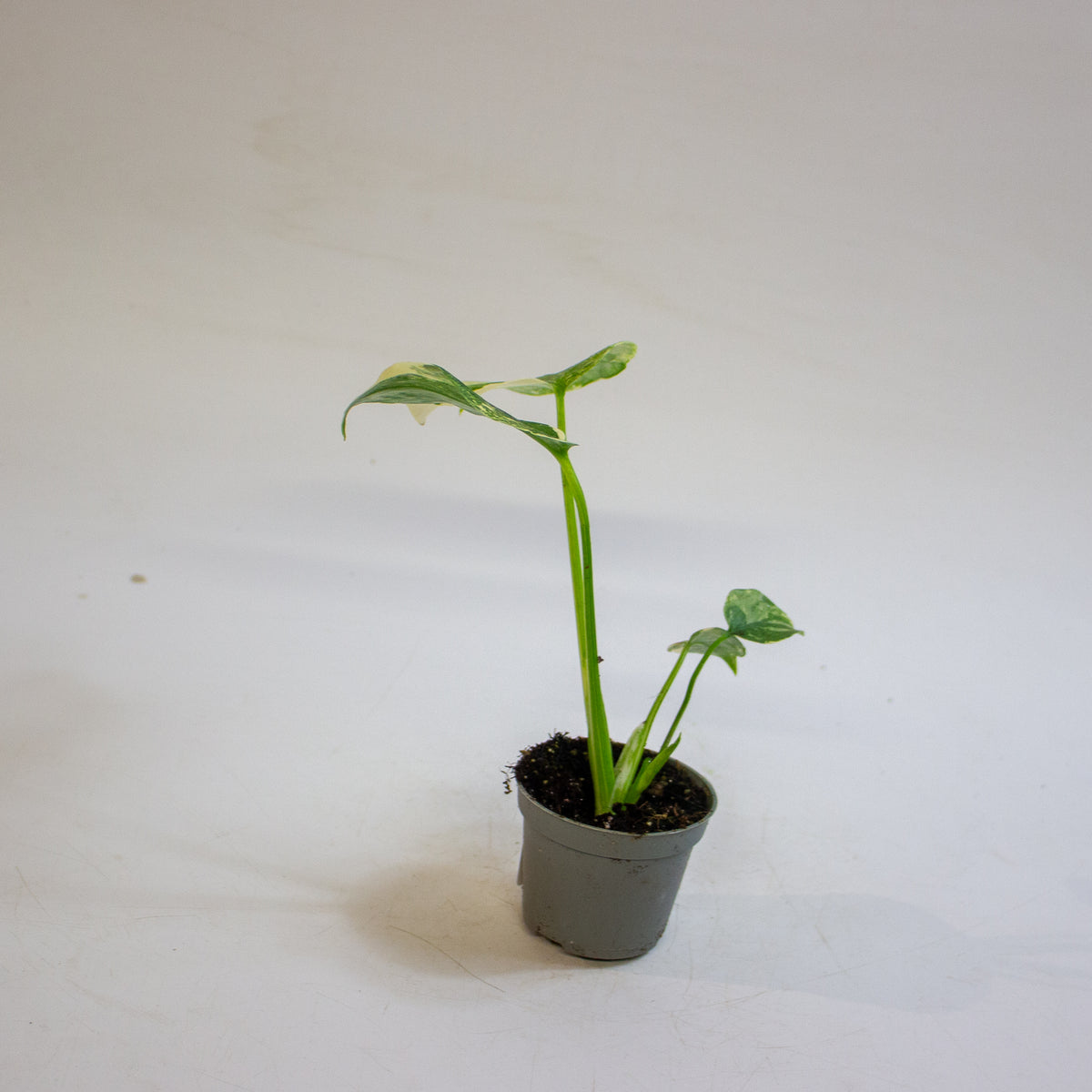 Monstera 'Crème Brûlée' 6cm H15cm
