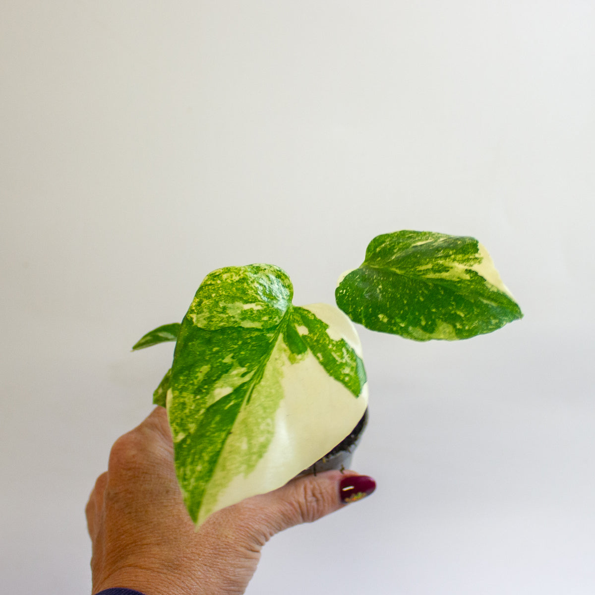 Monstera 'Crème Brûlée' 6cm H15cm