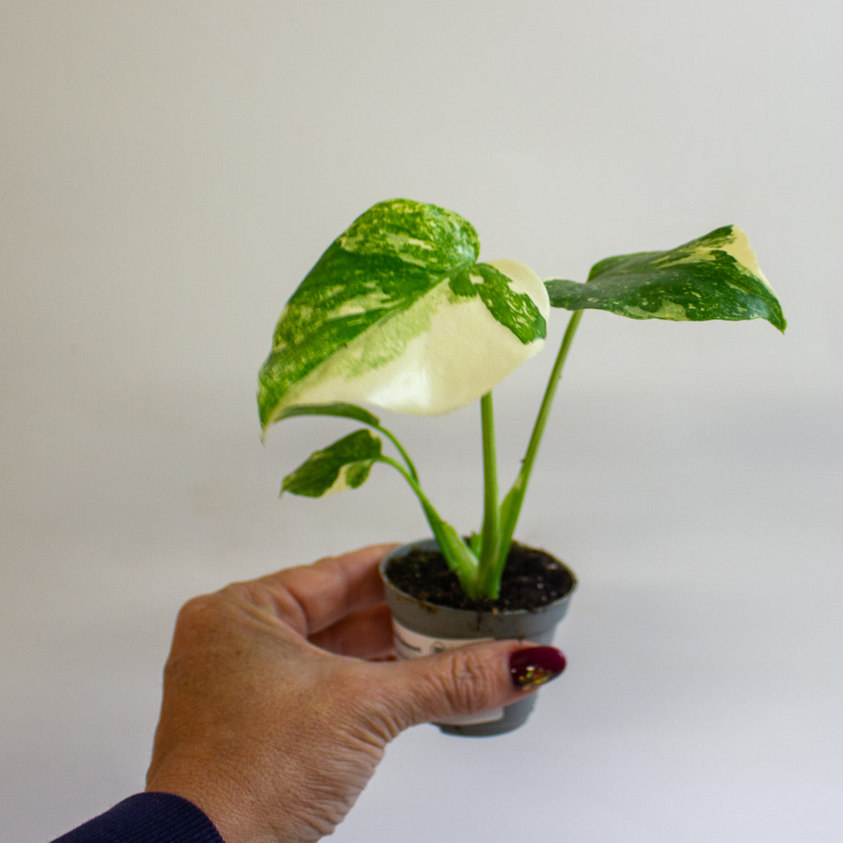 Monstera 'Crème Brûlée' 6cm H15cm