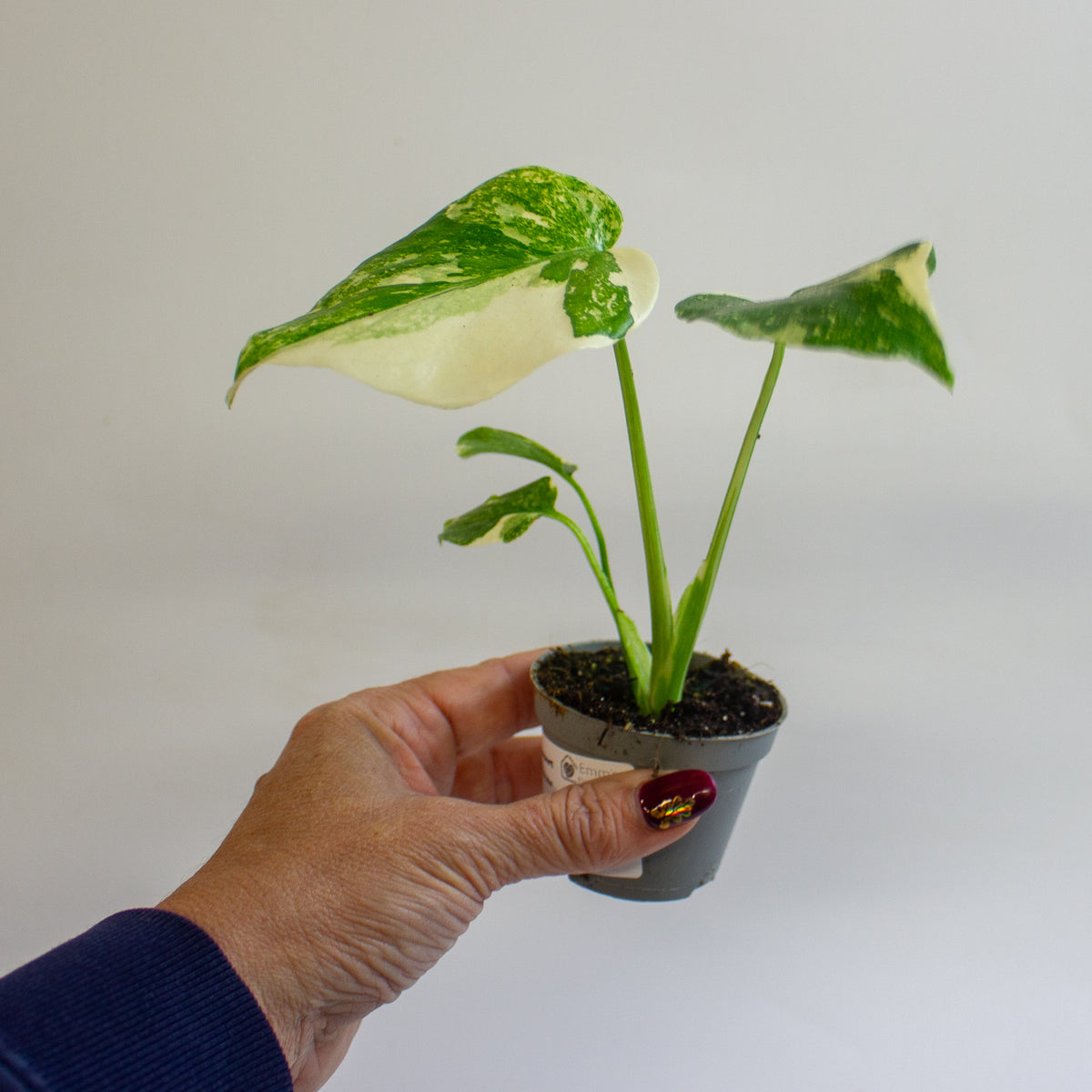 Monstera 'Crème Brûlée' 6cm H15cm