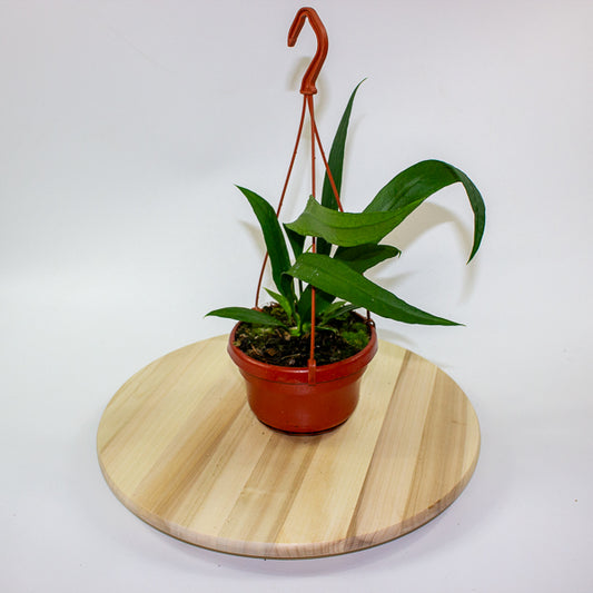 Anthurium Vittarifolium 14cm H25cm