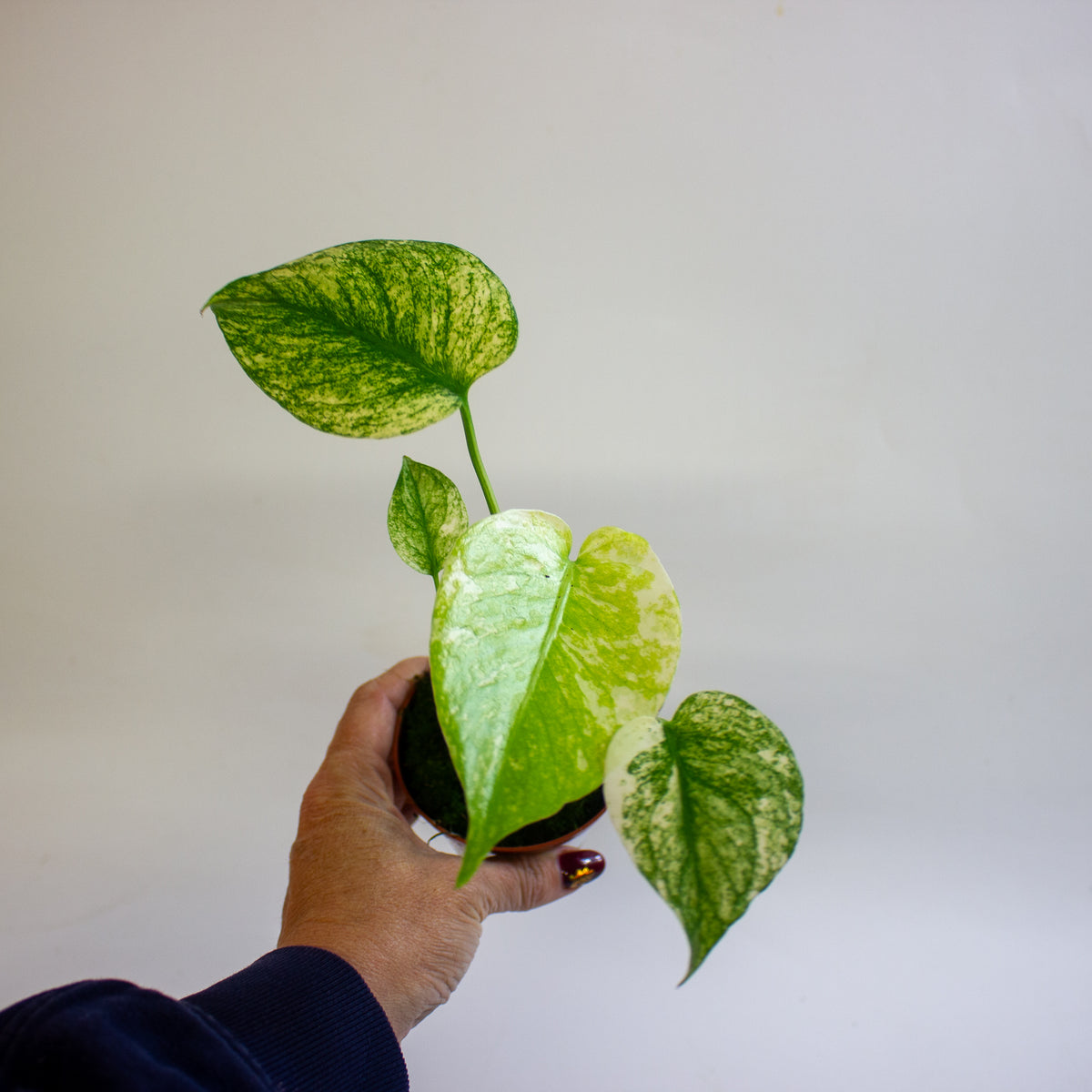 Monstera MINT 8cm H10cm