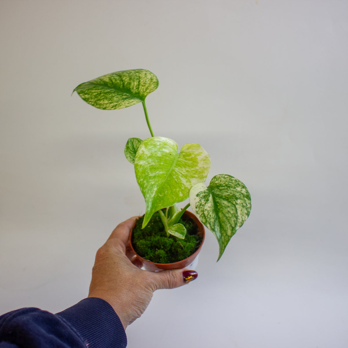Monstera MINT 8cm H10cm