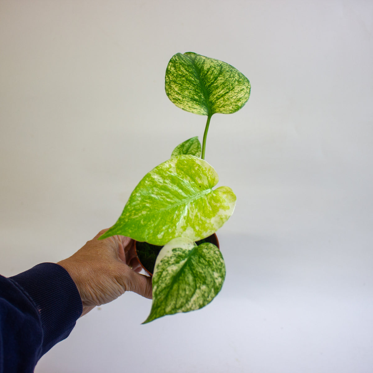 Monstera MINT 8cm H10cm