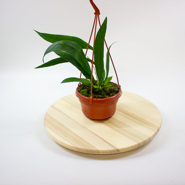 Anthurium Vittarifolium 14cm H25cm