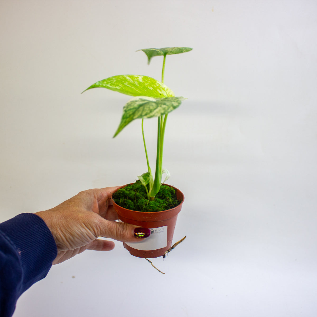 Monstera MINT 8cm H10cm