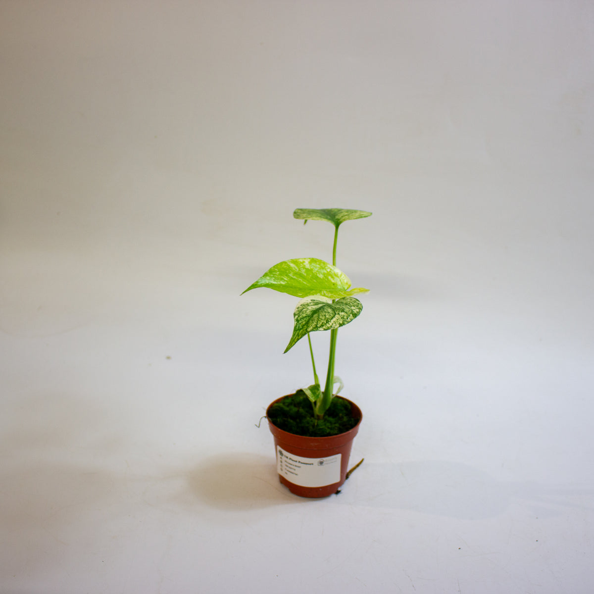Monstera MINT 8cm H10cm