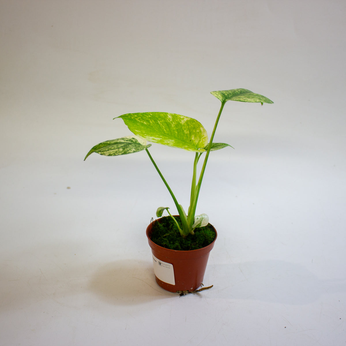 Monstera MINT 8cm H10cm