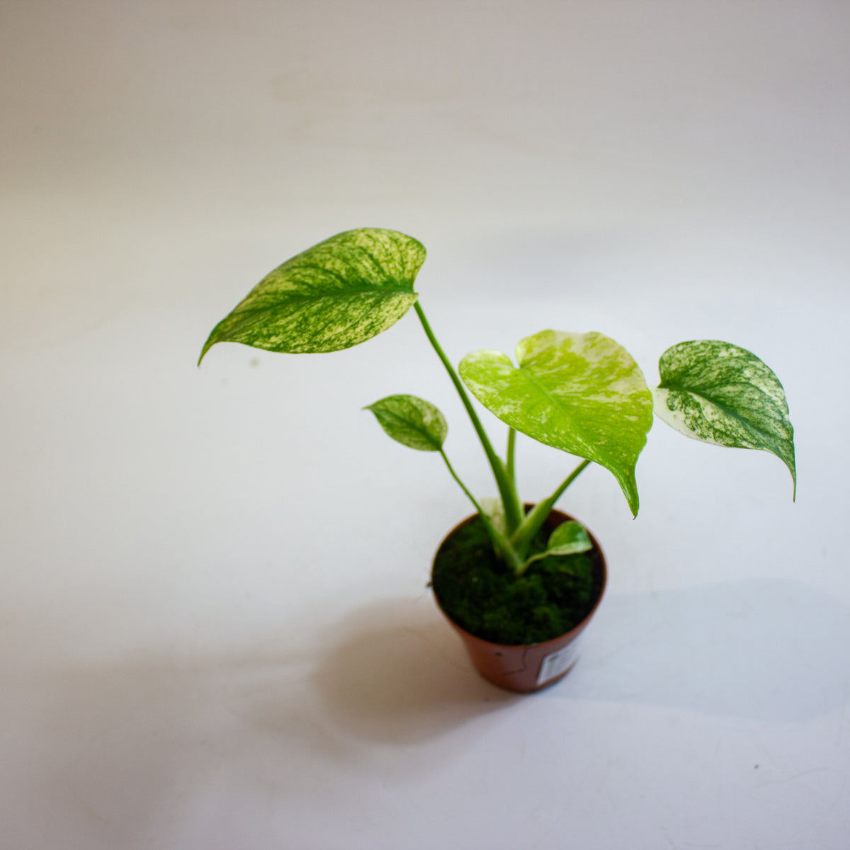 Monstera MINT 8cm H10cm