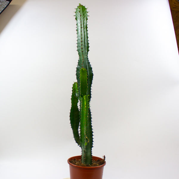 Euphorbia acrurensis 'Desert Candle' 17cm H75cm