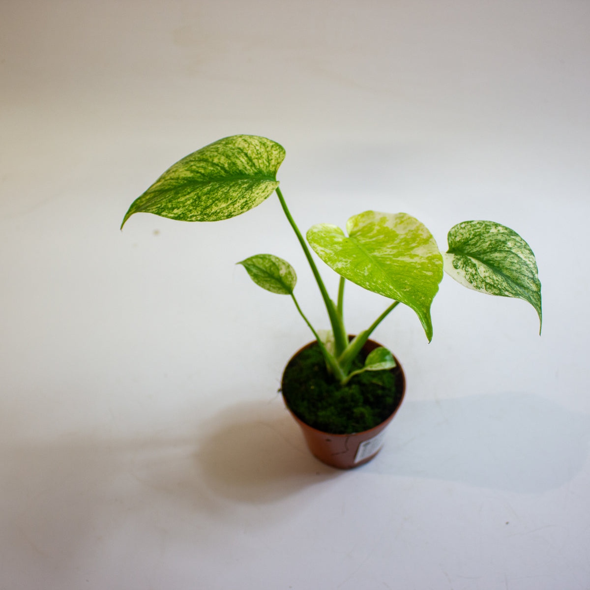 Monstera MINT 8cm H10cm