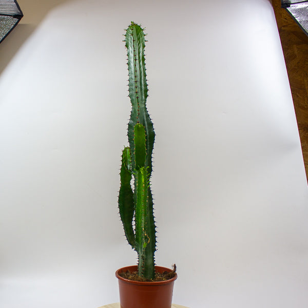 Euphorbia acrurensis 'Desert Candle' 17cm H75cm