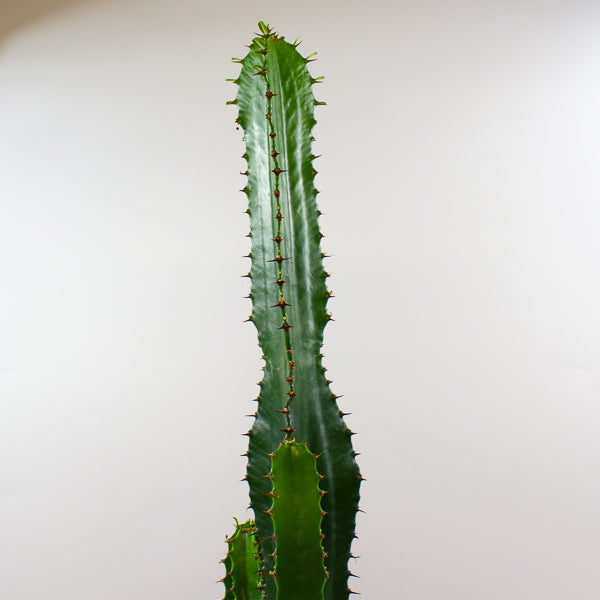 Euphorbia acrurensis 'Desert Candle' 17cm H75cm