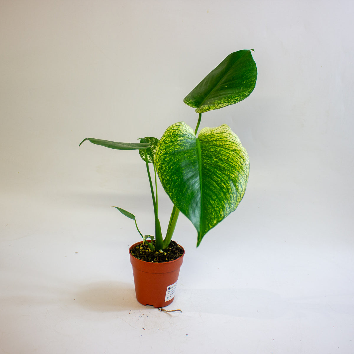 Monstera 'Devil Monster' 9cm H25cm