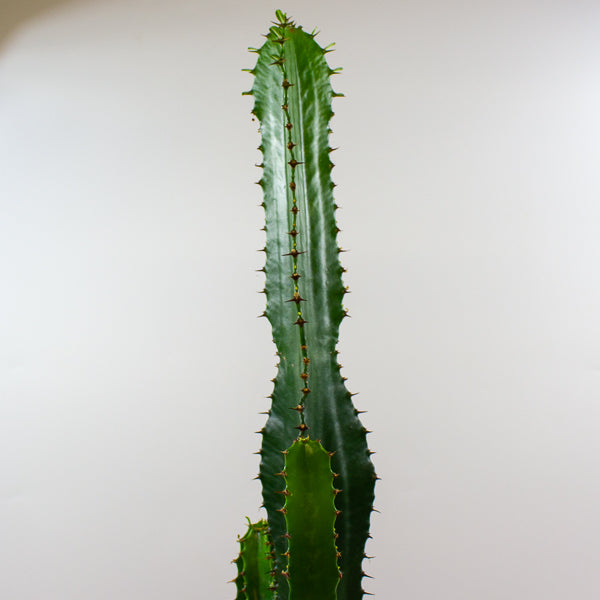 Euphorbia acrurensis 'Desert Candle' 17cm H75cm