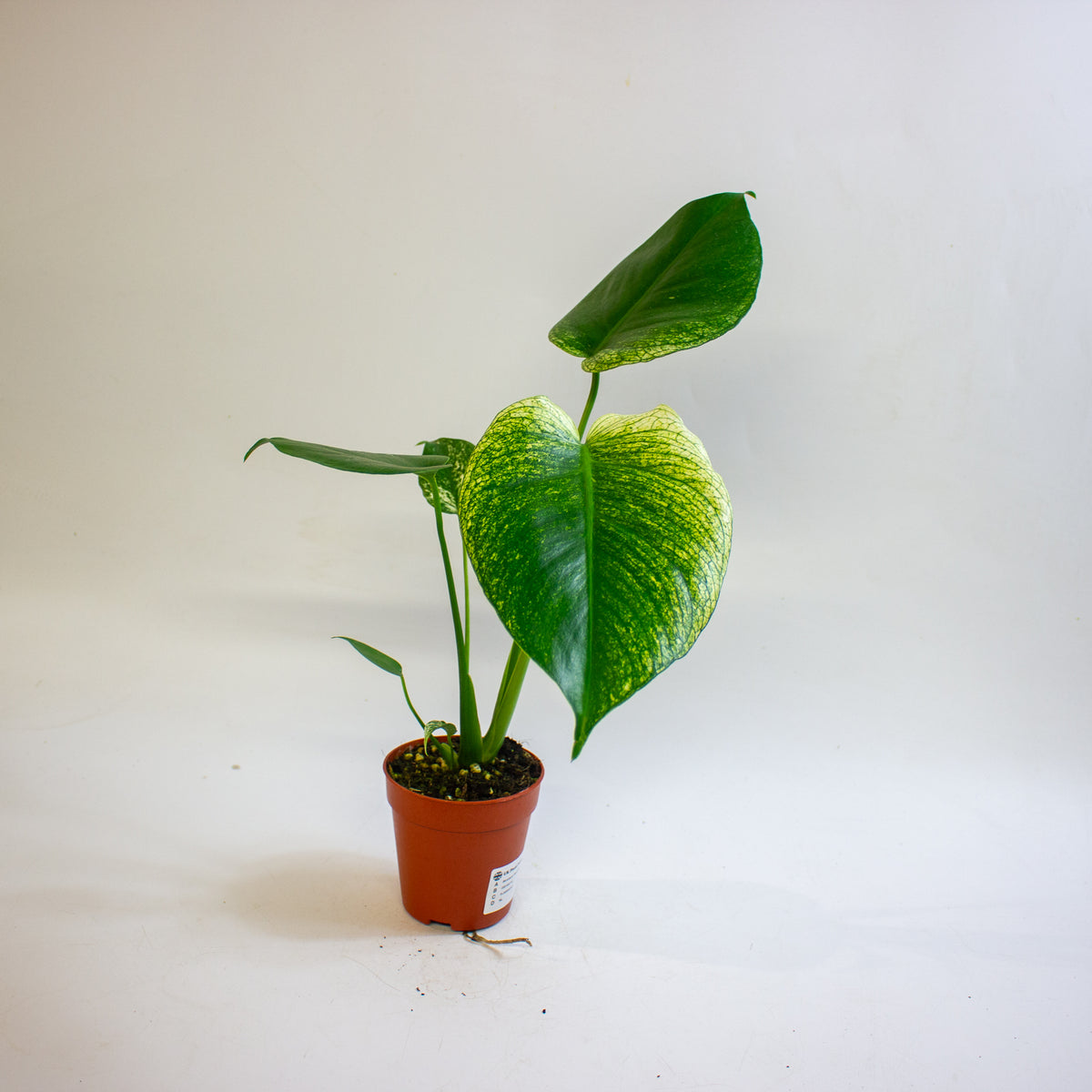 Monstera 'Devil Monster' 9cm H25cm