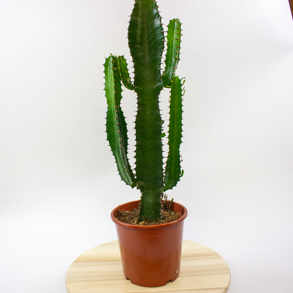 Euphorbia acrurensis 'Desert Candle' 17cm H75cm