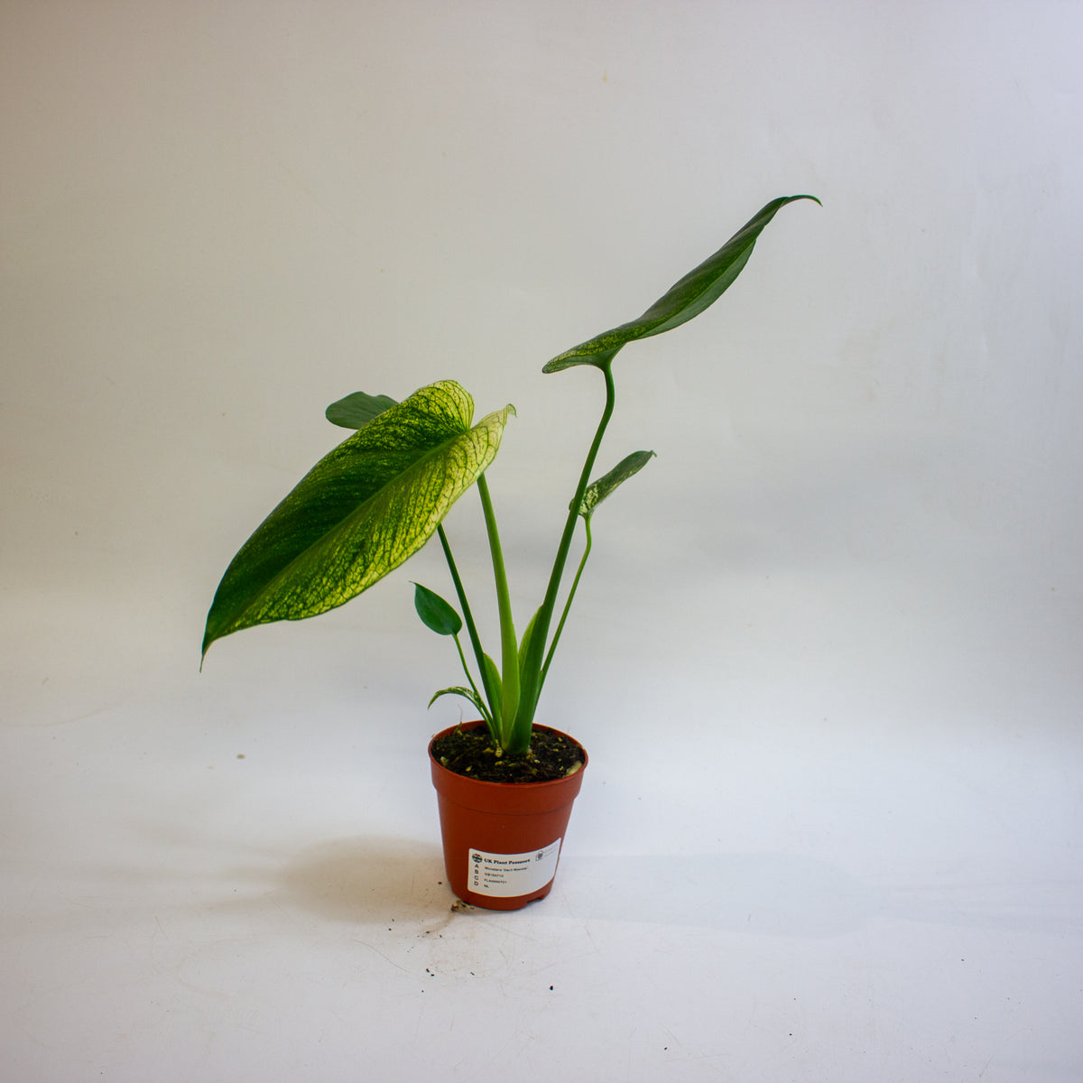 Monstera 'Devil Monster' 9cm H25cm