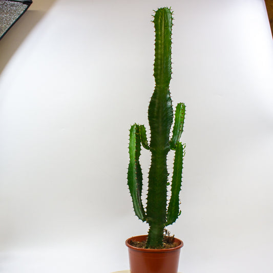 Euphorbia acrurensis 'Desert Candle' 17cm H75cm