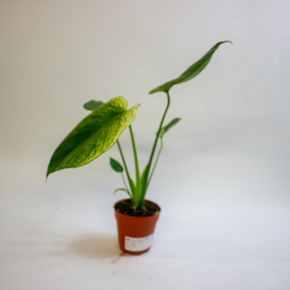 Monstera 'Devil Monster' 9cm H25cm